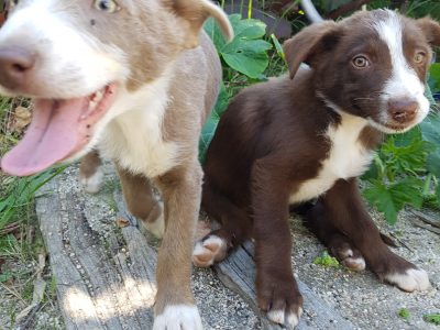 Purebred Border Collie Puppies Chocolate & Blue SH