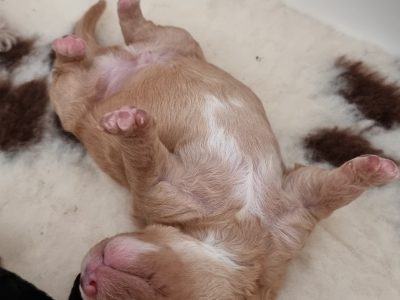 Cavoodle Puppies for sale (hypoallergenic)
