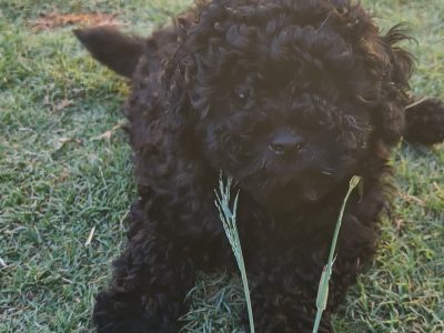 Cavoodle x Toy poodle puppies