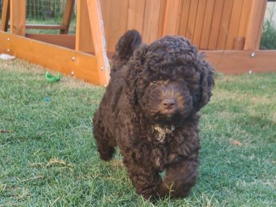 Cavoodle Puppies for sale (hypoallergenic)