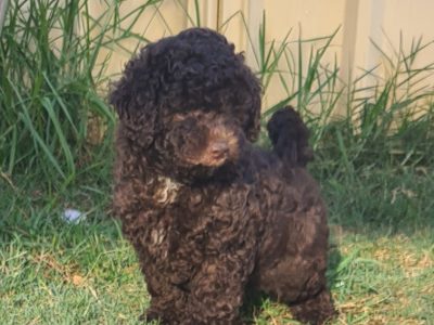 Cavoodle Puppies for sale (hypoallergenic)