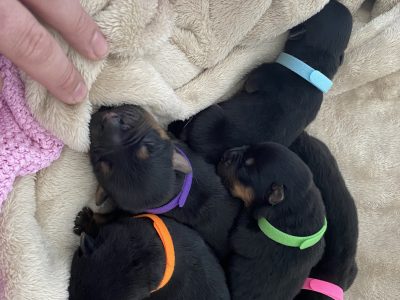 German shepherd x Alaskan malamute x Rottweiler