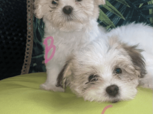 pure bred Maltese Shih Tzu puppies
