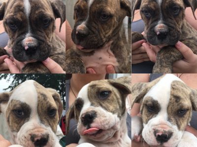 American Bulldog Puppies for sale