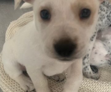 Australian Cattle Dog Puppies