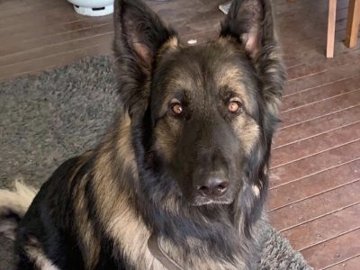 Purebred German Shepered (Long) Puppies