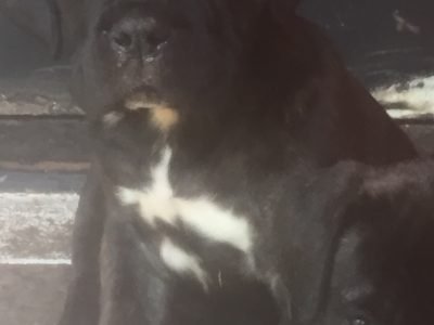 CANE CORSO PURE BREED