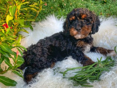 1 x GORGEOUS MALE CAVOODLE READY NOW