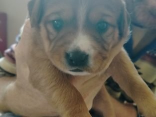 Cavoodle X Puppies for sale