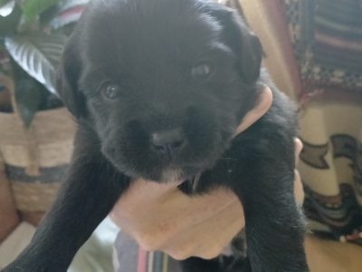 Cavoodle X Puppies for sale