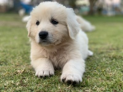Maremma Pups