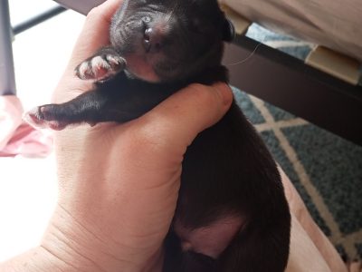 Shar pei x American Staffy pups