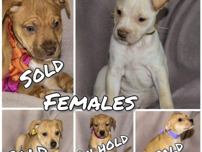 Red American Staffy Pups