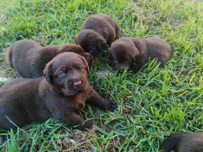 Purebred Labrador Retriever Puppy