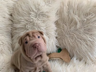 Pure Bred Shar-Pei Puppies