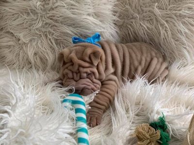 Pure Bred Shar-Pei Puppies