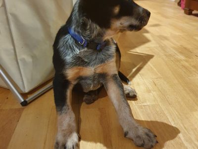 Australian Cattle Dog Puppies Red