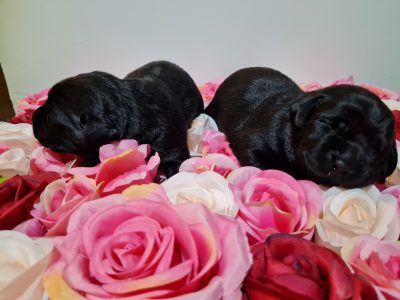 Gold and Black Female Labradors