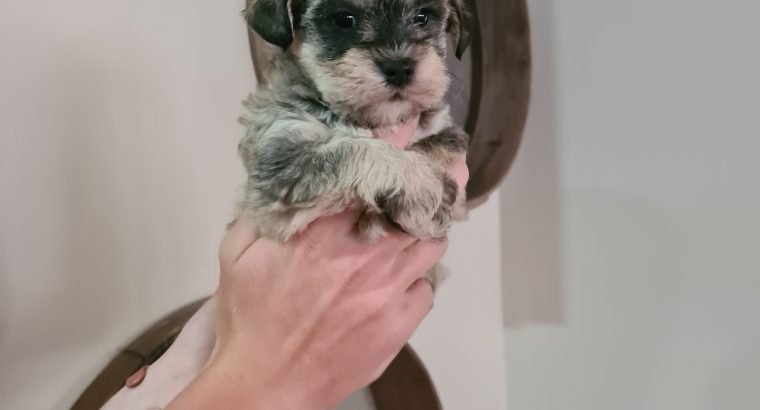 Schnoodle Pups For Sale Totally Non Shedding