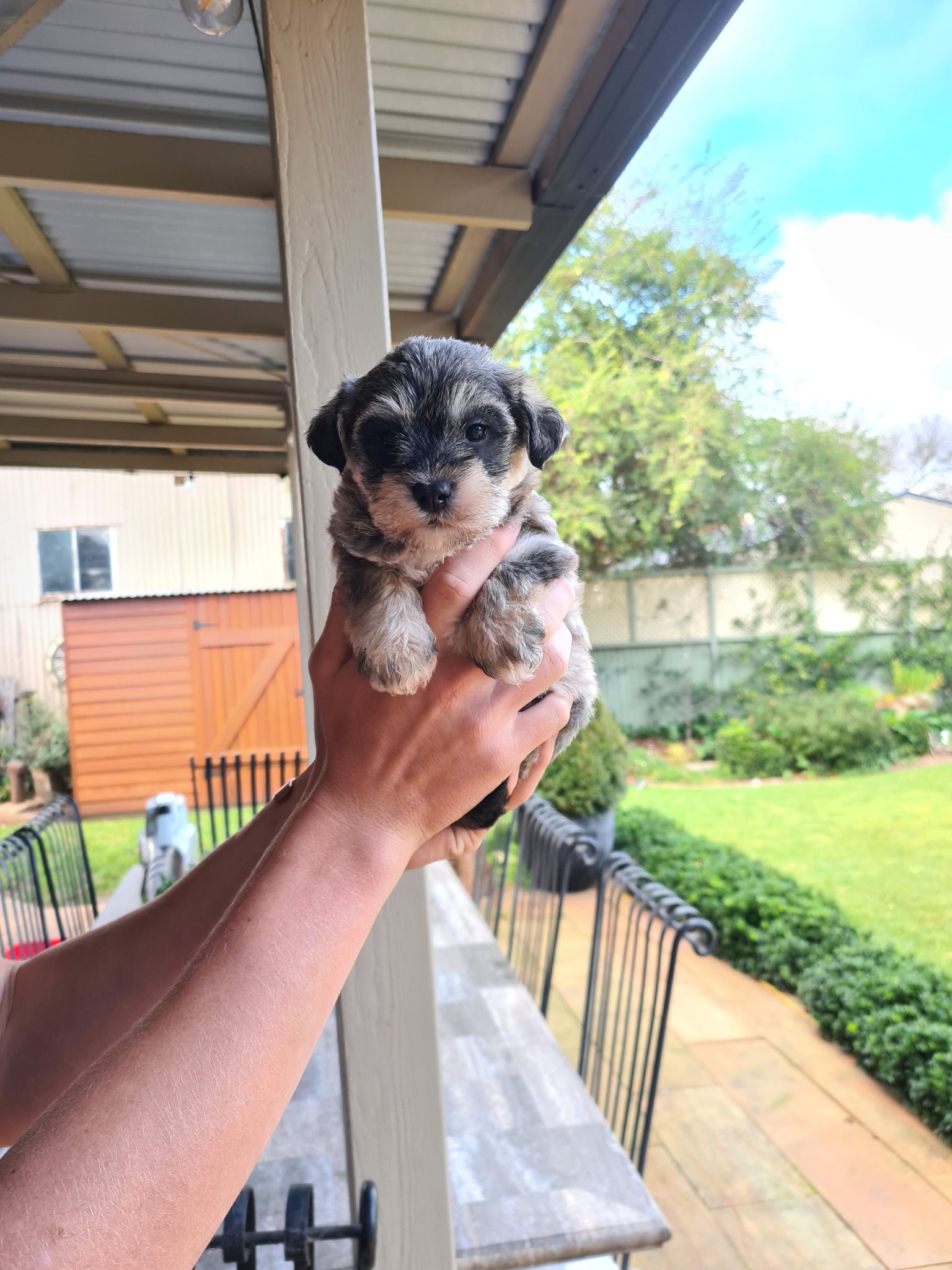 Schnoodle Pups For Sale Totally Non Shedding