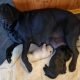 Gold and Black Female Labradors