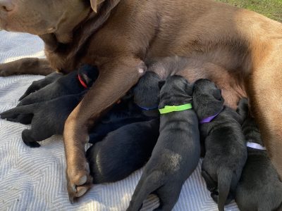 Goldador Puppies