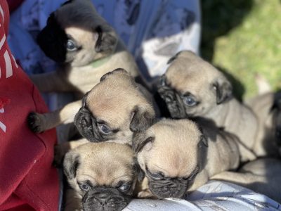 Pug Puppies