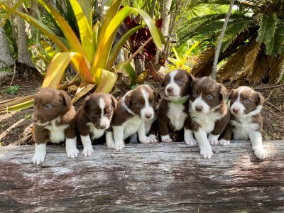 Border Collie Puppies