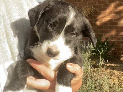 Border Collie Puppies