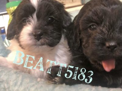 Bichoodle X Toy poodle puppies FOR SALE