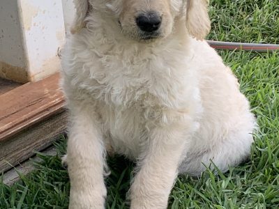 Labradoodle Puppies