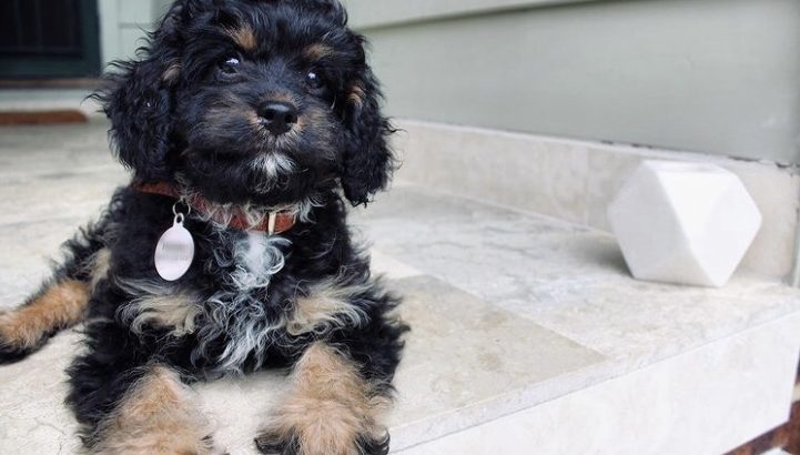 Sweet, Female Cavoodle Pup. Toilet/Crate Trained.