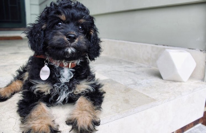 Sweet, Female Cavoodle Pup. Toilet/Crate Trained.