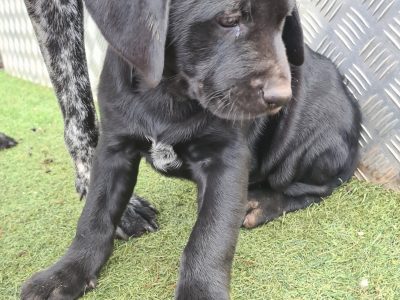 German short haired pointer x Rottweiler