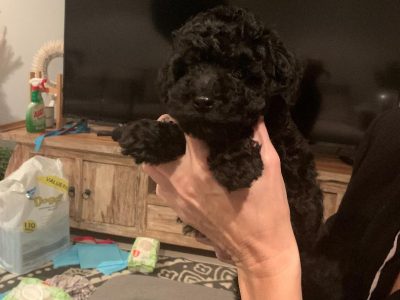Toy poodle puppies