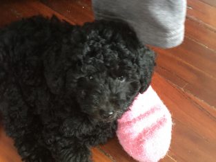 Beautiful black male Toy Poodle