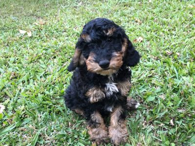 TRI COLOURED TOY SPOODLE PUPPIES AVAILABLE NOW