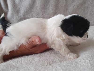 Shih Tzu x Pug