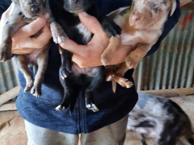 Purebred Catahoula Leopard Dog pups