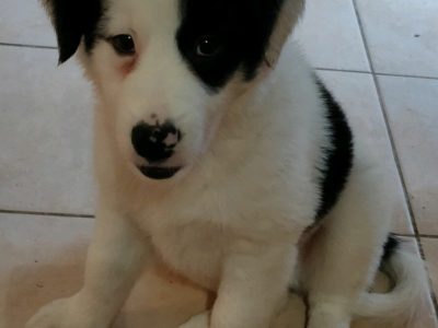Pure-bred Border collie puppy