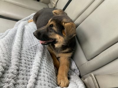 12 week old female pure bred GSD