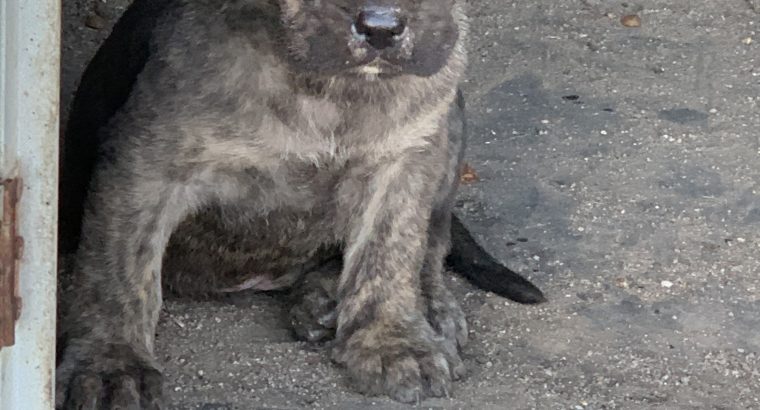 Neapolitan mastiff x boerboel pups for sale