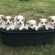 Adorable Cavoodle F1 Blenheim Puppies