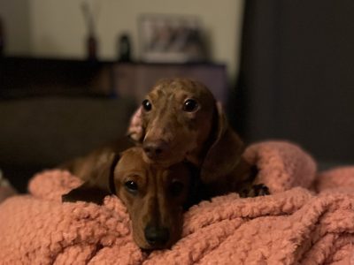 2 male Mini Dachshund Puppies