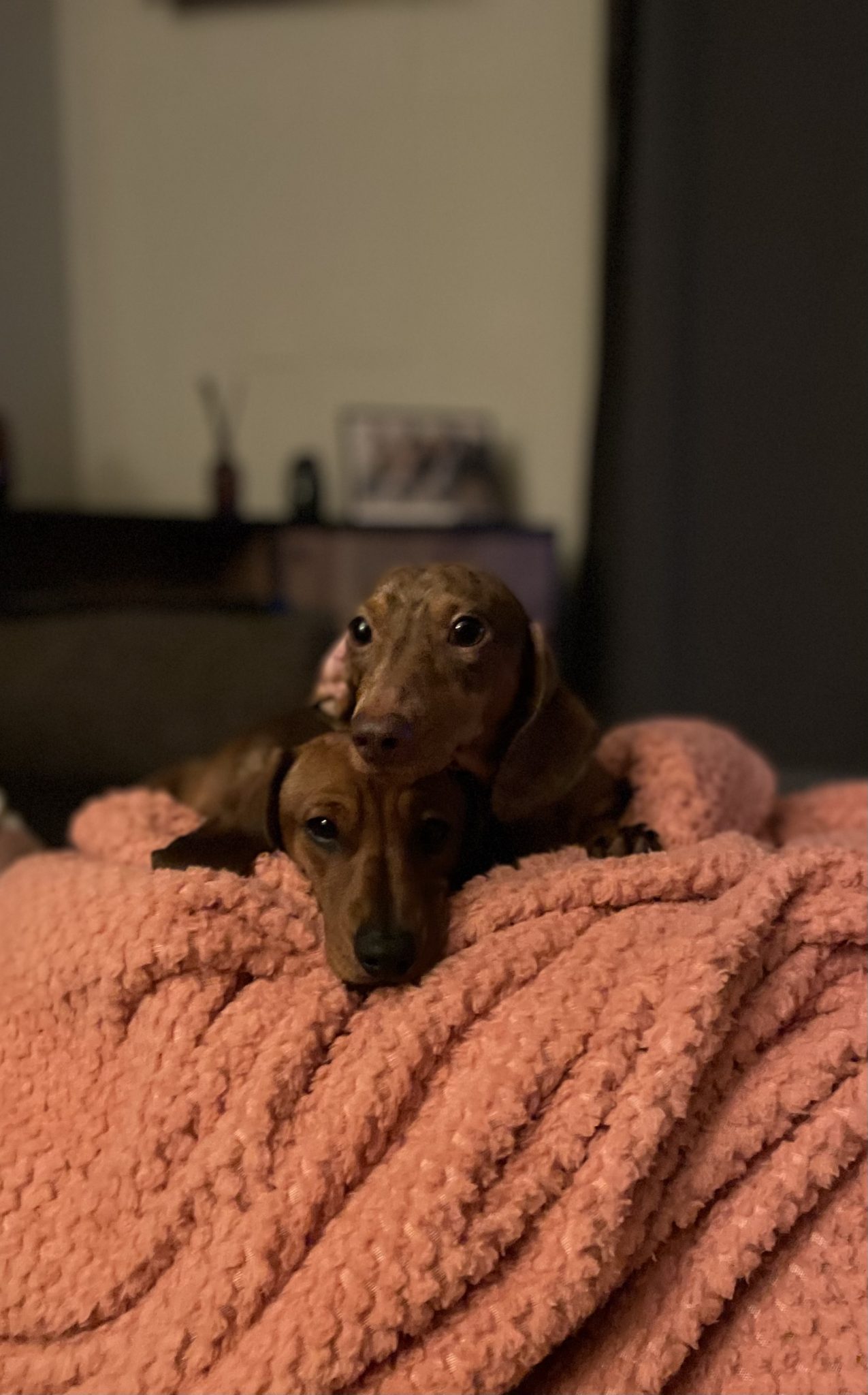 2 male Mini Dachshund Puppies