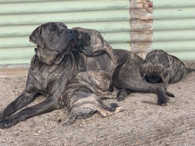 Neapolitan mastiff x boerboel pups for sale