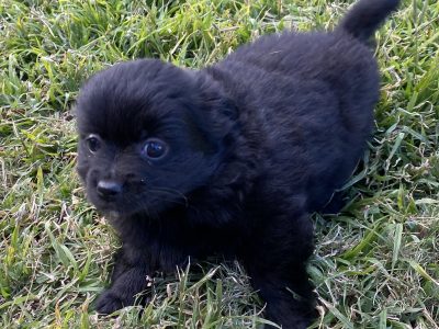 Pomeranian xmaltese puppies
