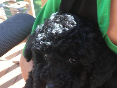 Beautiful black male Toy Poodle
