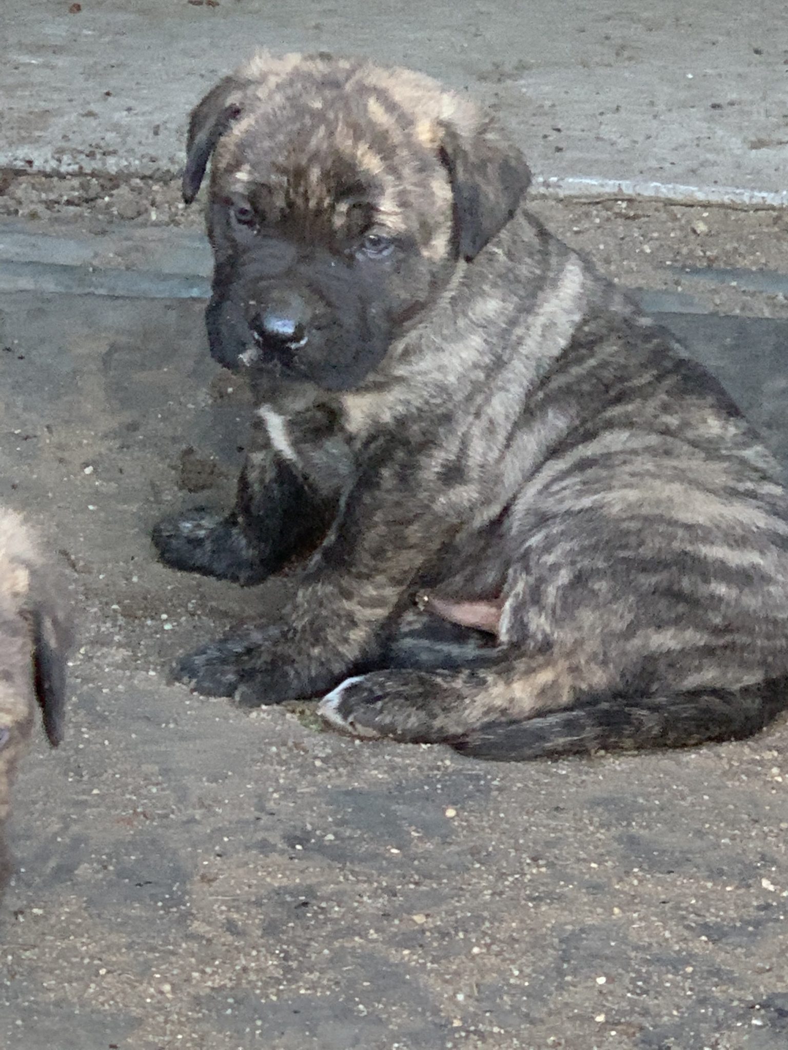 Neapolitan mastiff x boerboel pups for sale