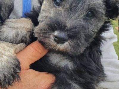 baby schnauzer puppies August 2022